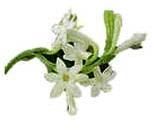 Tuberose Oil-03