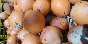 Orange Tender Coconut