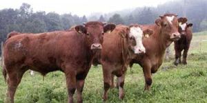 Cattle Care Products