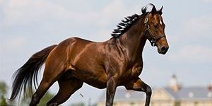 Natural Performance Enhancer