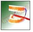 Teeth Model-02