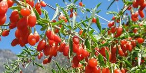 Goji Berries