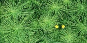 Horsetail Plant