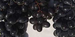 Fresh Black Grapes