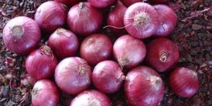 Red Onion