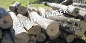 Gmelina Logs