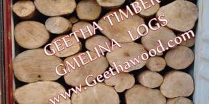 Gmelina Wood Log