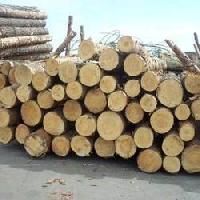 Pine Wood Logs