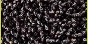 Black Pepper