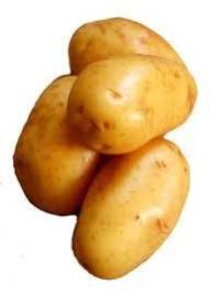 Fresh Potatoes