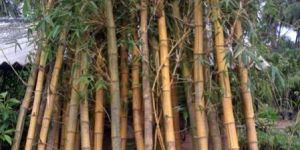 Bamboo Plants