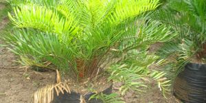 Zamia Floridana Plants