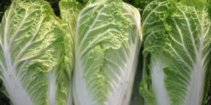 Chinese Cabbage
