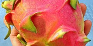 Dragon Fruit