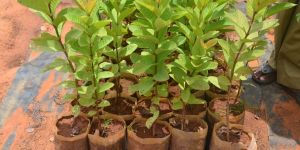 Guava Seedlings