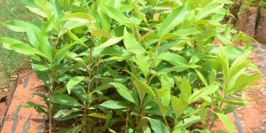 Jamun Seedlings