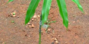 Mango Seedlings