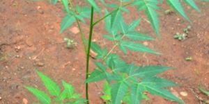 Neem Seedlings