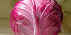Red Cabbage