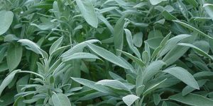 Sage