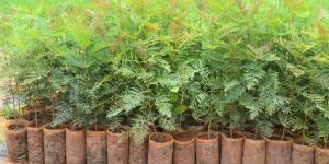 Silver Oak Seedlings