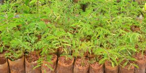 Tamarind Seedlings
