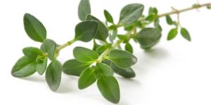 Thyme