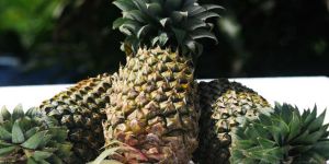 Fresh Pineapple
