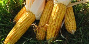 Yellow Maize