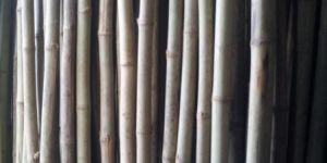 Assam Medium Bamboo