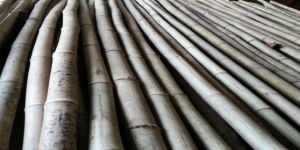 Assam Special Bamboo
