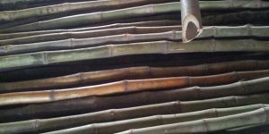 Batmana Bunda Konkan Bamboo