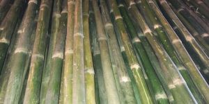 Chiwli Bunda Konkan Bamboo