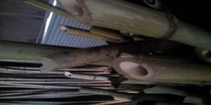 Chiwli Senda Konkan Bamboo