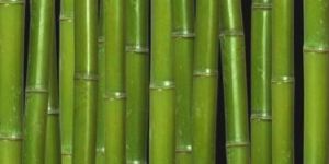 Chiwwa Bamboo Pole