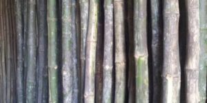 Farasmani Bunda Konkan Bamboo