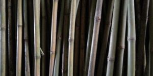 Khacra Bamboo Konkan Bamboo