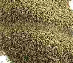 Celery Seeds