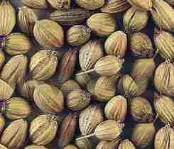 Coriander Seeds