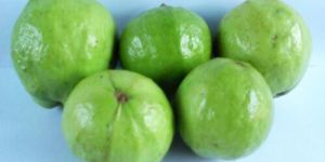 Fresh Guava