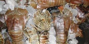 Frozen Sand Lobster