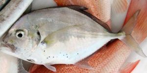 Frozen Malabar Trevally Fish
