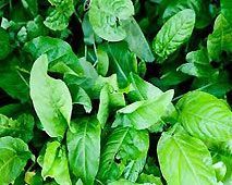 Sorrel Herbs