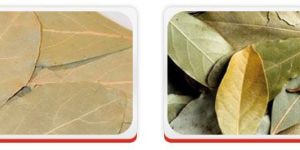 Bay Leaf