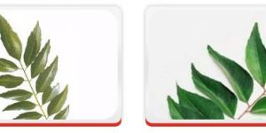Curry Leaf