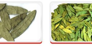 Senna Leaves