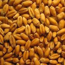 Wheat