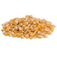 Popcorn Seeds
