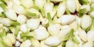 Fresh Jasmine Flowers