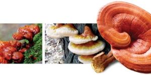 Ganoderma Lucidum